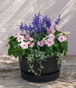 Silberregen -Geschäft Für Pflanzensamenbedarf 8826190 WE MO 002 SalviafrainaceaSalbeiT12