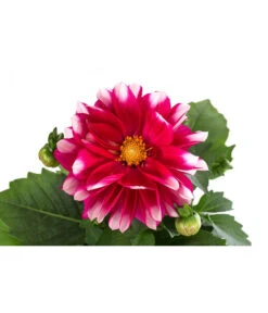 Zwergdahlie, Besonderheit -Geschäft Für Pflanzensamenbedarf 8829939 WE DE 001 ZwergdahlieBesonderheitT12