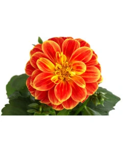 Zwergdahlie, Besonderheit -Geschäft Für Pflanzensamenbedarf 8829939 WE DE 002 ZwergdahlieBesonderheitT12