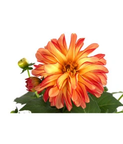 Zwergdahlie, Besonderheit -Geschäft Für Pflanzensamenbedarf 8829939 WE DE 005 ZwergdahlieBesonderheitT12