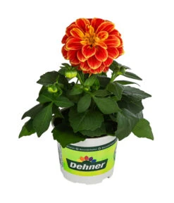 Zwergdahlie, Besonderheit -Geschäft Für Pflanzensamenbedarf 8829939 WE FS 002 ZwergdahlieBesonderheitT12