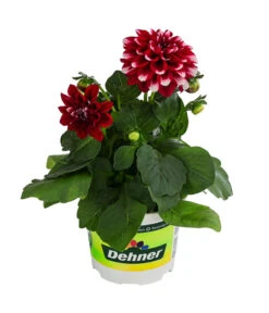 Zwergdahlie, Besonderheit -Geschäft Für Pflanzensamenbedarf 8829939 WE FS 003 ZwergdahlieBesonderheitT12