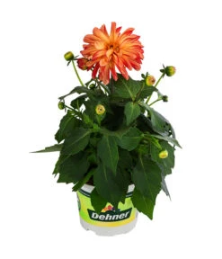 Zwergdahlie, Besonderheit -Geschäft Für Pflanzensamenbedarf 8829939 WE FS 005 ZwergdahlieBesonderheitT12