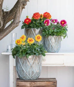 Zwergdahlie, Besonderheit -Geschäft Für Pflanzensamenbedarf 8829939 WE MO 001 ZwergDahlienT12