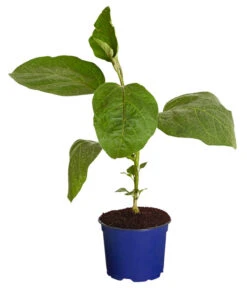 Bestseller -Geschäft Für Pflanzensamenbedarf 8830051 WE FS 001 AubergineCarmenT12DehnerExpressZS