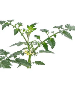 Zuckertomate, Orange 11 Zuckertomate, Orange -Geschäft Für Pflanzensamenbedarf 8830101 WE DE 003 ZuckertomateOrangeResistent