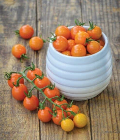 Zuckertomate, Orange 10 Zuckertomate, Orange -Geschäft Für Pflanzensamenbedarf 8830101 WE MO 002 Zuckertomate