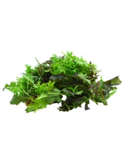 Bio Asia Wildkräuter Im Pottburri®-Topf 9 Bio Asia Wildkräuter Im Pottburri®-Topf -Geschäft Für Pflanzensamenbedarf 8830473 WE DE 002 BioPBAsiaWildkraeuter