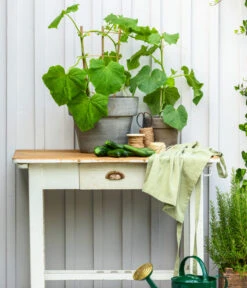 Schlangengurke -Geschäft Für Pflanzensamenbedarf 8830663 WE MO 002 Gurke CucurbitaePepoZucchiniGruen