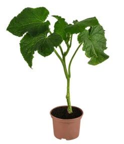 Geschäft Für Pflanzensamenbedarf -Geschäft Für Pflanzensamenbedarf 8830788 WE FS 001 Schlangengurke