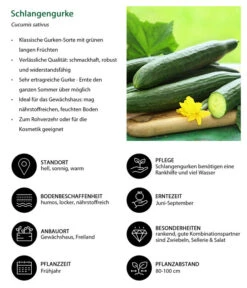 Schlangengurke -Geschäft Für Pflanzensamenbedarf 8830788 WE IG 001 Schlangengurke