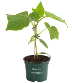 Geschäft Für Pflanzensamenbedarf -Geschäft Für Pflanzensamenbedarf 8830853 WE FS 001 BioSchlangengurkeVeredelt