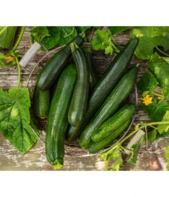 Schlangengurke -Geschäft Für Pflanzensamenbedarf 8831000 8830788 WE MO 001 GurkeZucchini