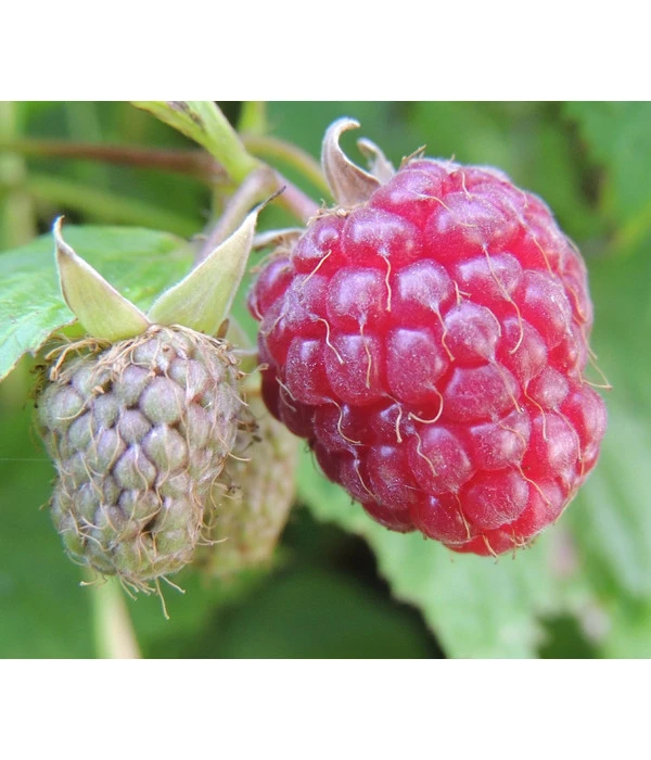 Dehner Gourmet Garten Himbeere 'Homecane®' 3 Dehner Gourmet Garten Himbeere 'Homecane®'