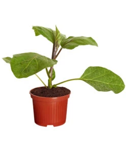 Aubergine -Geschäft Für Pflanzensamenbedarf 8831380 PR FS 001 AubergineT10 5DehnerExpressZS