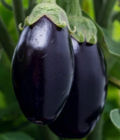 Aubergine -Geschäft Für Pflanzensamenbedarf 8831380 WE DE 001 SolanumAubergine