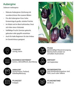 Aubergine -Geschäft Für Pflanzensamenbedarf 8831380 WE IG 001 Aubergine