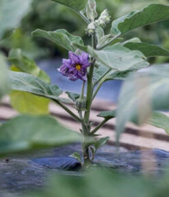 Aubergine -Geschäft Für Pflanzensamenbedarf 8831380 WE MO 002 SolanumAubergineBluete