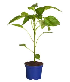 Bestseller -Geschäft Für Pflanzensamenbedarf 8831562 WE FS 001 PaprikaTommyT12DehnerExpressZS