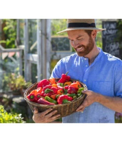 Spitzpaprika, Rot 8 Spitzpaprika, Rot -Geschäft Für Pflanzensamenbedarf 8831588 8833501 8831034 8831687 8831125 8830382 WE MO 001 Titel GC07 2020 02 PaprikaSpitzpaprikaSnackpaprikaPeproniPiriPiri