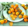 Cherrytomate 'Sungold' -Geschäft Für Pflanzensamenbedarf 8832107 8839326 WE MO 001 CocktailtomateGelb