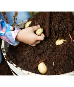TomTato® Tomatenkartoffel -Geschäft Für Pflanzensamenbedarf 8832859 WE DE 009 TomtatoTomoffel