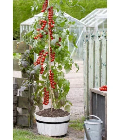 TomTato® Tomatenkartoffel -Geschäft Für Pflanzensamenbedarf 8832859 WE MO 007 TomtatoTomoffel