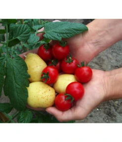 TomTato® Tomatenkartoffel -Geschäft Für Pflanzensamenbedarf 8832859 WE MO 010 TomtatoTomoffel