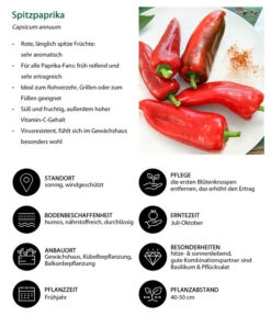 Spitzpaprika, Rot 9 Spitzpaprika, Rot -Geschäft Für Pflanzensamenbedarf 8833501 WE IG 001 Spitzpaprika
