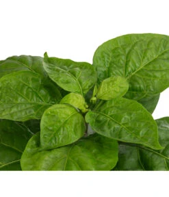 Chili 'Habanero', Orange -Geschäft Für Pflanzensamenbedarf 8833543 WE DE 002 ChiliHabaneroOrange