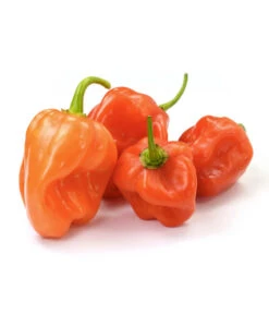 Chili 'Habanero', Orange -Geschäft Für Pflanzensamenbedarf 8833543 WE FS 003 ChiliHabaneroOrange