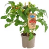Pick-a-Tom® Cocktailtomate Mit Früchten, Rot 1 Pick-a-Tom® Cocktailtomate Mit Früchten, Rot -Geschäft Für Pflanzensamenbedarf 8838757 PR FS 002 PickaTomCherrytomateRotT14DehnerExpressHerzig