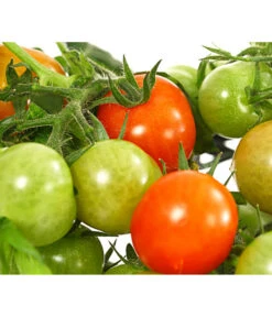 Pick-a-Tom® Cocktailtomate Mit Früchten, Rot 11 Pick-a-Tom® Cocktailtomate Mit Früchten, Rot -Geschäft Für Pflanzensamenbedarf 8838757 WE DE 001 PickaTomCherrytomateRotT14