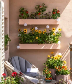 Pick-a-Tom® Cocktailtomate Mit Früchten, Rot 9 Pick-a-Tom® Cocktailtomate Mit Früchten, Rot -Geschäft Für Pflanzensamenbedarf 8838757 WE MO 001 SonnenbalkonPickaTom