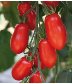 Mini San-Marzano Tomate 'Trilly' 7 Mini San-Marzano Tomate 'Trilly' -Geschäft Für Pflanzensamenbedarf 8839144 we DE 001 TomateTrilly