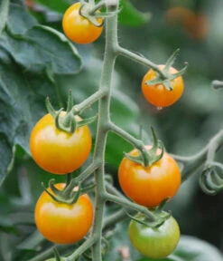 Cherrytomate 'Sungold' -Geschäft Für Pflanzensamenbedarf 8839326 WE DE 001 TomateSungoldGelbCherrytomate