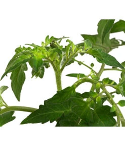 Cherrytomate 'Sungold' -Geschäft Für Pflanzensamenbedarf 8839326 WE DE 002 TomateSundgoldCocktailGelb