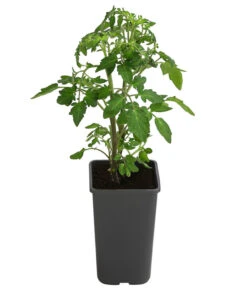 Cherrytomate 'Sungold' -Geschäft Für Pflanzensamenbedarf 8839326 WE FS 001 TomateSundgoldCocktailGelb