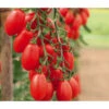 Mini San-Marzano Tomate 'Trilly' -Geschäft Für Pflanzensamenbedarf 8839326 WE MO 002 PflaumentomateTrilly