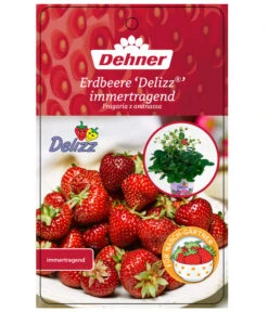 Erdbeere 'Delizz' 8 Erdbeere 'Delizz' -Geschäft Für Pflanzensamenbedarf 8840274 ErdbeereDelizzImmertragend Etikett 1