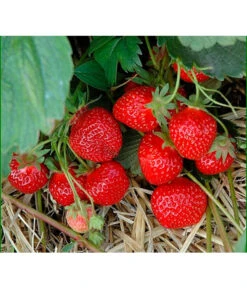 Erdbeere 'HUMMI® Rimona'