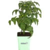 GREENBAR® Naschtomate 1 GREENBAR® Naschtomate -Geschäft Für Pflanzensamenbedarf 8843203 PR FS 001 GreenbarNaschtomateT11DehnerExpressHerzig