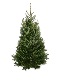 Fraser-Tanne, Ca. 175-200 Cm, Gesägt
