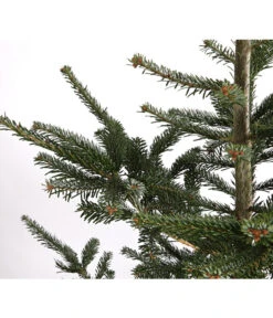 Nordmann-Tanne, Ca. 200-250 Cm, Gesägt -Geschäft Für Pflanzensamenbedarf 8995748 WE DE 001 AbiesNordmannianaNordmanntanne200 250GesaegtDehnerExpressHerzig