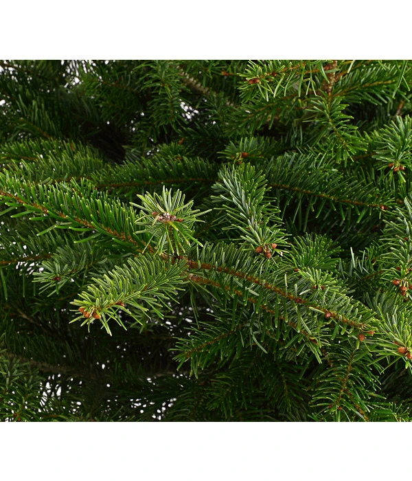 Nordmann-Tanne, Ca. 100-125 Cm, Im Topf Gewachsen 5 Nordmann-Tanne, Ca. 100-125 Cm, Im Topf Gewachsen – Bild 3