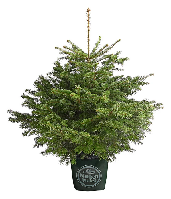 Nordmann-Tanne, Ca. 100-125 Cm, Im Topf Gewachsen 3 Nordmann-Tanne, Ca. 100-125 Cm, Im Topf Gewachsen
