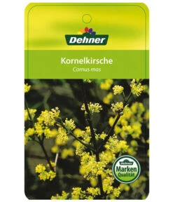 Kornelkirsche - Cornus Mas -Geschäft Für Pflanzensamenbedarf KornelkirscheCornusmas Etikett 1