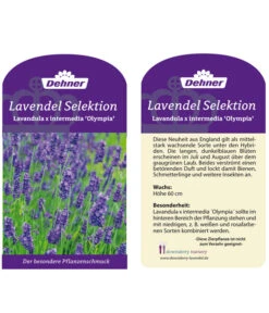 Lavendel 'Olympia' -Geschäft Für Pflanzensamenbedarf LavendelOlympia