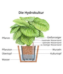 Bogenhanf - Sansevieria Trifasciata Var. Laurentii, Hydrokultur 5 Bogenhanf - Sansevieria Trifasciata Var. Laurentii, Hydrokultur -Geschäft Für Pflanzensamenbedarf WE MO Hydrokultur Hydropflanze Grafik 6