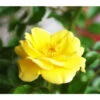Bodendeckerrose 'Yellow Fairy®' -Geschäft Für Pflanzensamenbedarf X007844186 BildFS 001 BodendeckerroseDollyDotBodendeckerroseDollyDot